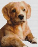 (image for) Toller Pup